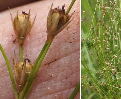 Juncus anthelatus