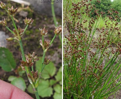 Juncus articulatus