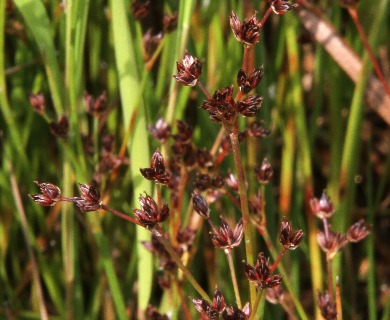 Juncus brachycephalus