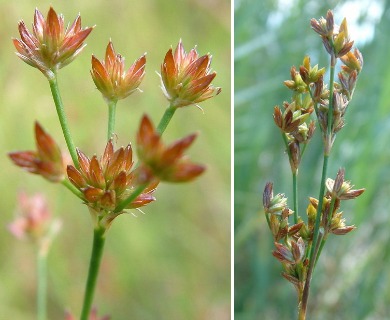 Juncus brevicaudatus