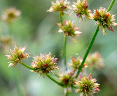 Juncus canadensis