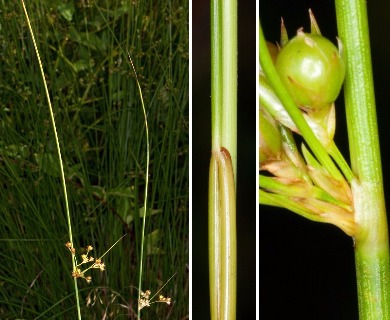 Juncus coriaceus