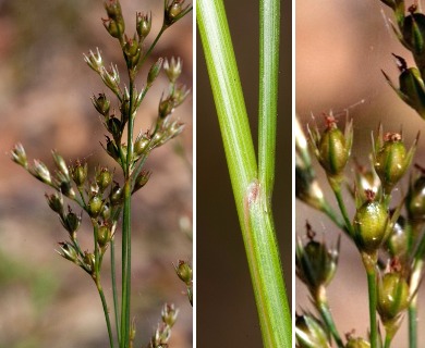 Juncus dichotomus