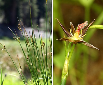 Juncus drummondii