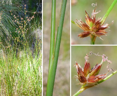 Juncus dubius