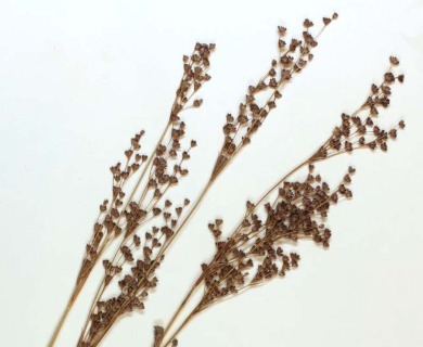 Juncus elliottii