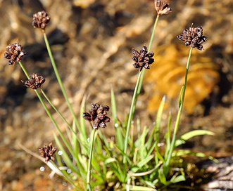 Juncus falcatus