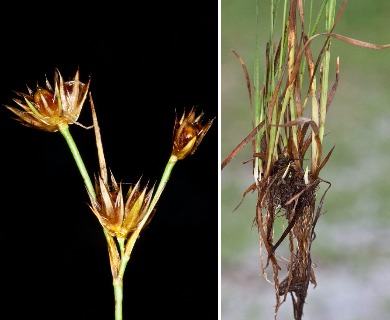 Juncus filipendulus