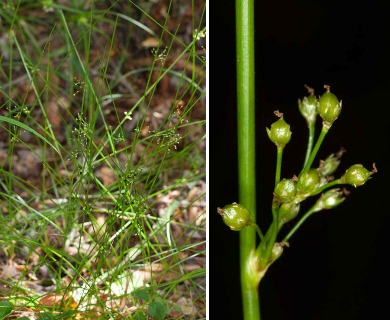 Juncus gymnocarpus