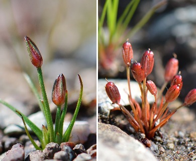 Juncus hemiendytus