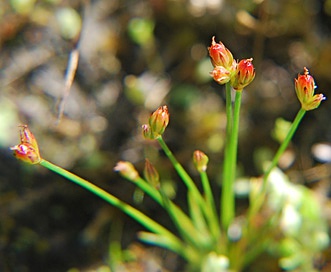 Juncus kelloggii