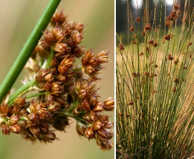 Juncus laccatus