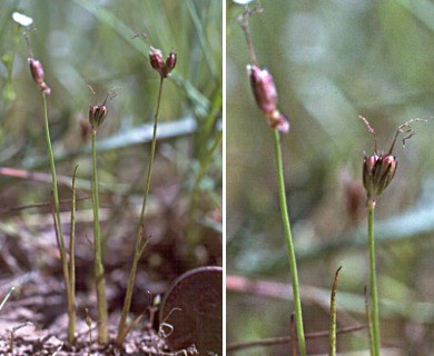 Juncus leiospermus