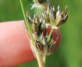 Juncus longistylis