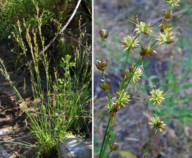 Juncus macrophyllus