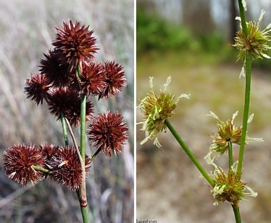 Juncus megacephalus