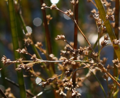 Juncus militaris