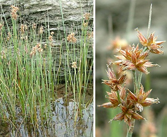 Juncus nodosus