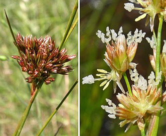 Juncus occidentalis