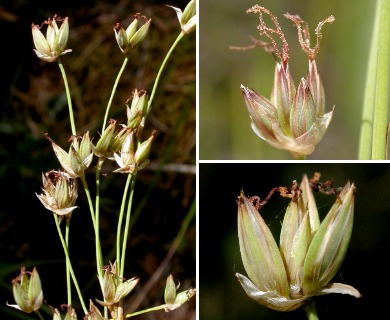 Juncus orthophyllus