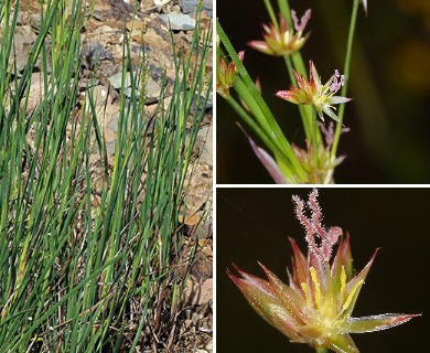 Juncus oxymeris