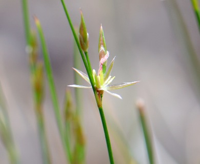 Juncus parryi