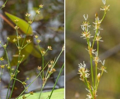 Juncus pelocarpus