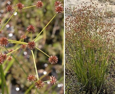 Juncus polycephalus