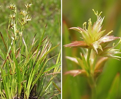 Juncus repens