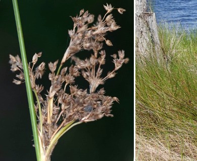 Juncus roemerianus