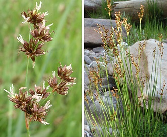 Juncus saximontanus