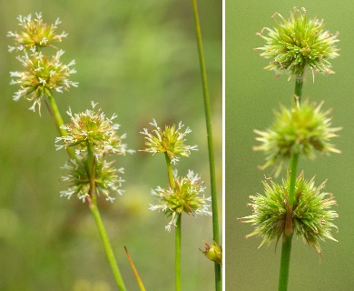 Juncus scirpoides