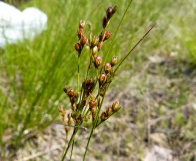 Juncus secundus