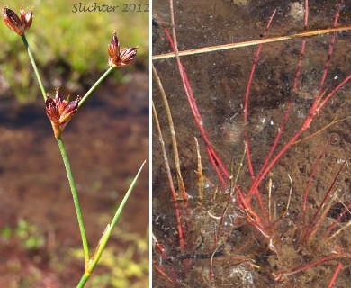 Juncus supiniformis