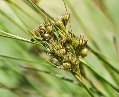 Juncus tenuis