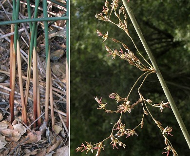 Juncus textilis