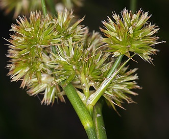 Juncus torreyi