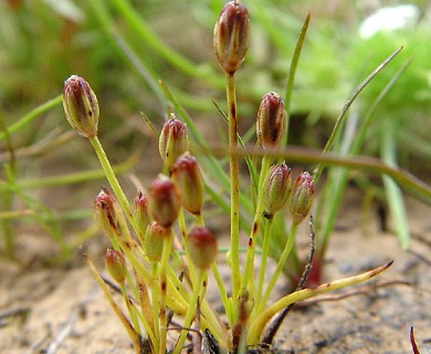 Juncus uncialis