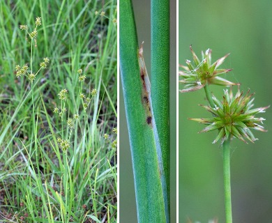 Juncus validus