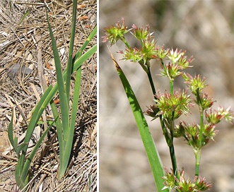 Juncus xiphioides