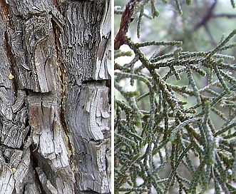 Juniperus deppeana