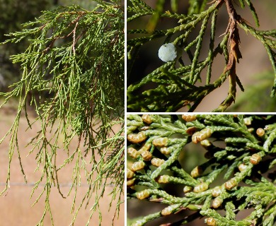 Juniperus flaccida