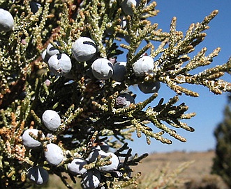 Juniperus occidentalis