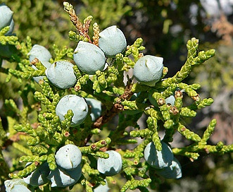 Juniperus osteosperma