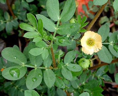 Kallstroemia maxima