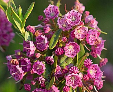 Kalmia angustifolia