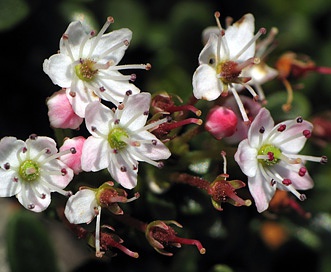 Kalmia buxifolia