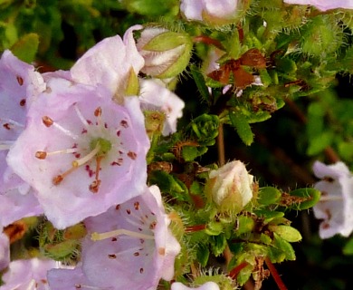 Kalmia hirsuta