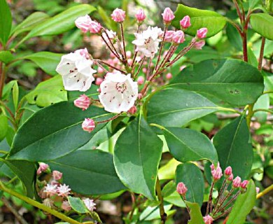 Kalmia latifolia