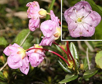 Kalmia microphylla